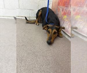 Doberman Pinscher-Unknown Mix Dogs for adoption in San Bernardino, CA, USA