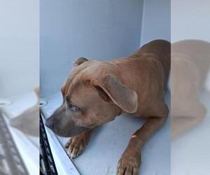 American Pit Bull Terrier-Unknown Mix Dogs for adoption in Houston, TX, USA