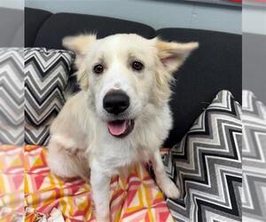 Great Pyrenees-Unknown Mix Dogs for adoption in Peoria, IL, USA