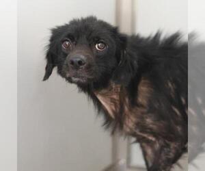 Labrador Retriever-Unknown Mix Dogs for adoption in San Antonio, TX, USA