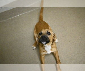 Labrador Retriever Dogs for adoption in Decatur, IL, USA