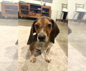 Beagle Dogs for adoption in Arlington, VA, USA