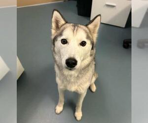 Siberian Husky Dogs for adoption in London, Ontario, Canada