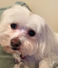 Maltese Dogs for adoption in Beloit, WI, USA