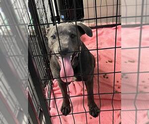Labmaraner Dogs for adoption in Sugar Land, TX, USA