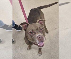 Mutt Dogs for adoption in Decatur, IL, USA