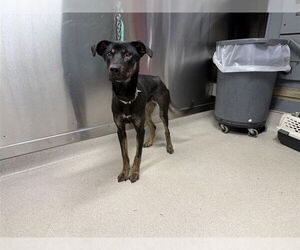 Huskies -Labrador Retriever Mix Dogs for adoption in Fairbanks, AK, USA