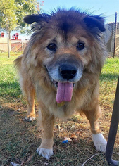 Chow Chow-German Shepherd Dog Mix Dogs for adoption in Ventura, CA, USA