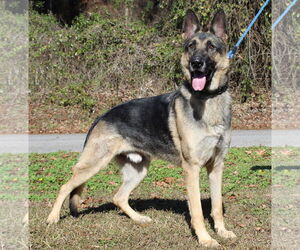 German Shepherd Dog Dogs for adoption in Prattville, AL, USA