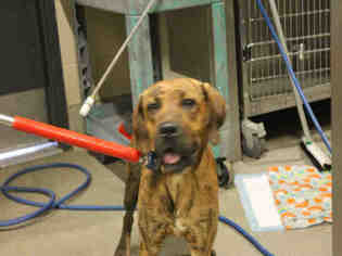 Medium Photo #1 Labrador Retriever-Redbone Coonhound Mix Puppy For Sale in Modesto, CA, USA