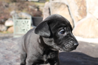Carolina Dog Dogs for adoption in Westminster, MD, USA