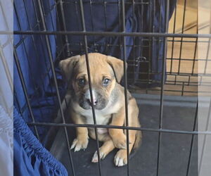 Boxer-Unknown Mix Dogs for adoption in The Woodlands, TX, USA
