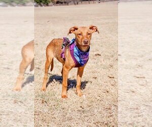 Carolina Dog-Labrador Retriever Mix Dogs for adoption in Arlington, TX, USA