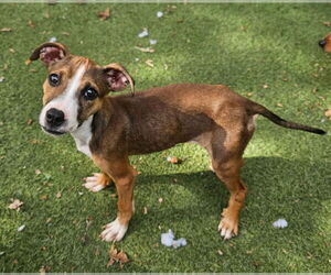 Retriever -Unknown Mix Dogs for adoption in Woodbury, NY, USA