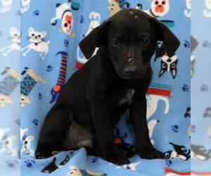 Borador Dogs for adoption in Morton Grove, IL, USA