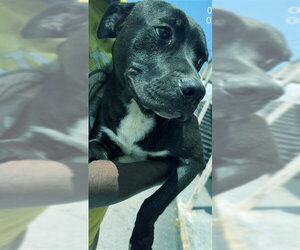Mutt Dogs for adoption in Augusta, GA, USA