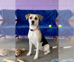 Beagle-Unknown Mix Dogs for adoption in Genesee, WI, USA