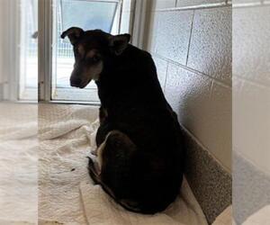 Labrador Retriever-Unknown Mix Dogs for adoption in Houston, TX, USA