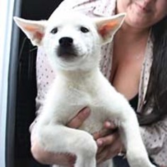 Huskimo Dogs for adoption in Chantilly, VA, USA
