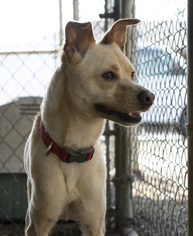 Mutt Dogs for adoption in Plano, TX, USA