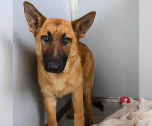 German Shepherd Dog-Unknown Mix Dogs for adoption in San Antonio, TX, USA
