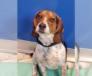 Beagle Dogs for adoption in Walnutport, PA, USA