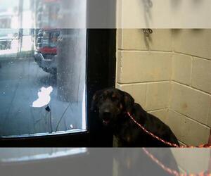 Rottweiler-Unknown Mix Dogs for adoption in Tulsa, OK, USA