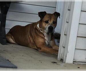 Boxer-Unknown Mix Dogs for adoption in San Antonio, TX, USA