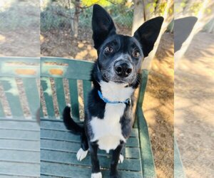 Small Border Collie Mix