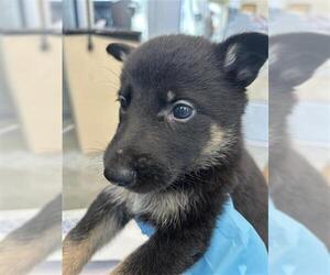 Labrador Retriever-Unknown Mix Dogs for adoption in San Antonio, TX, USA