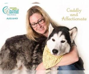 Alusky Dogs for adoption in Camarillo, CA, USA