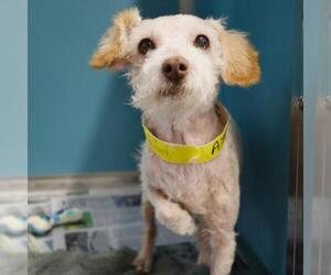 Poodle (Miniature)-Unknown Mix Dogs for adoption in San Antonio, TX, USA