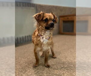 Chihuahua-Unknown Mix Dogs for adoption in Westminster, MD, USA