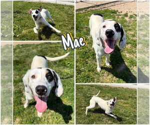 Treeing Walker Coonhound Dogs for adoption in Pierceton , IN, USA