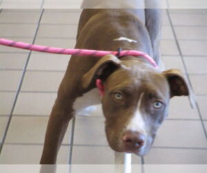 American Pit Bull Terrier-Unknown Mix Dogs for adoption in Ocala, FL, USA