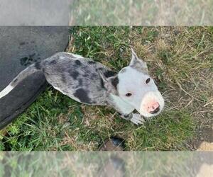 Catahoula Leopard Dog-Unknown Mix Dogs for adoption in McKinleyville, CA, USA