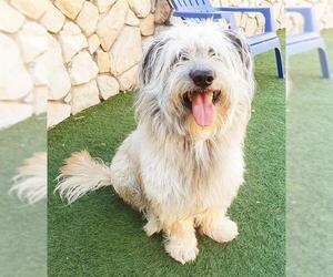 Petit Basset Griffon Vendeen-Skye Terrier Mix Dogs for adoption in Sacramento, CA, USA