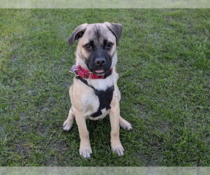 Pug-Unknown Mix Dogs for adoption in San Clemente, CA, USA