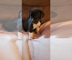 Labrador Retriever-Unknown Mix Dogs for adoption in Nashville, TN, USA
