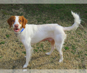 Basset Hound-Brittany Mix Dogs for adoption in Curwensville, PA, USA