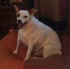 Jack Russell Terrier Dogs for adoption in Maryville, TN, USA