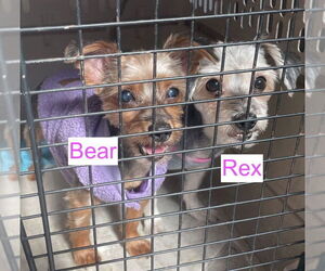 Bichon Frise-Unknown Mix Dogs for adoption in Chester, NJ, USA