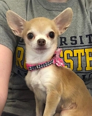 Chihuahua Dogs for adoption in Matawan, NJ, USA