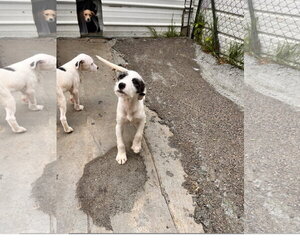 Mutt Dogs for adoption in Tracy City, TN, USA