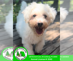 Bichon Frise Dogs for adoption in Stroudsburg, PA, USA