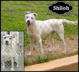 Mutt Dogs for adoption in Sautee Nacoochee, GA, USA
