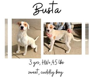 Mutt Dogs for adoption in Albany, GA, USA