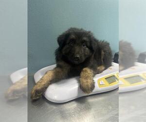 Mutt Dogs for adoption in Woodbury, NY, USA
