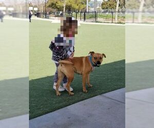 Bogle Dogs for adoption in Irvine, CA, USA
