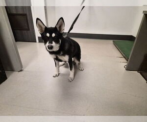 Siberian Husky Dogs for adoption in Corona, CA, USA